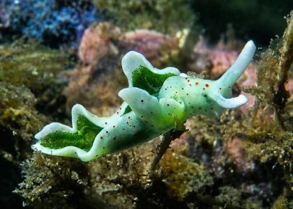 Green sea snail with reddish spots, photographed among algae and rocks on the seabed.