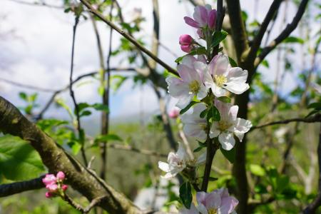 Detail of a flower in nature.