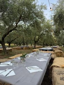 L'uliveto di Villa Alessandra.
